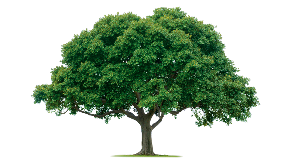 green tree png