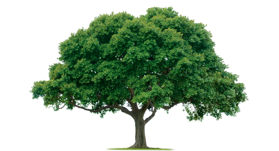 The Official Web Site of the town of Tiverton, Rhode Island: Tree